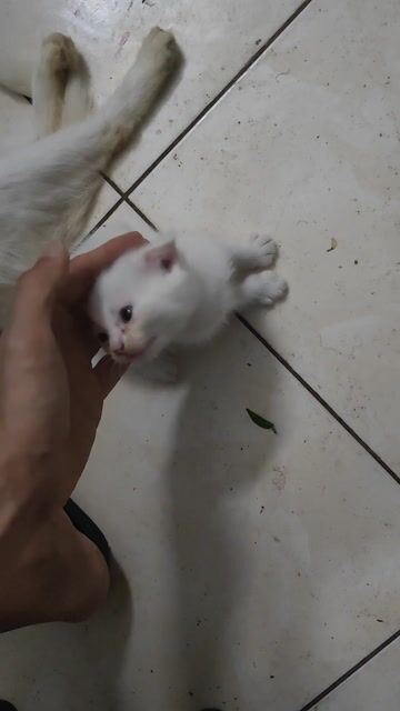 Mèo con Trắng Đen Cả hai. Mua bán Mèo tại Quận Nam Từ Liêm Hà Nội được đăng bởi Việt hình 1