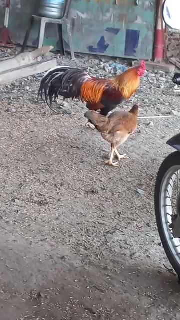 Gà Cao Lãnh mái 2.5-2.8kg đã đẻ lứa 2. Mua bán Gà tại Huyện Đức Hòa Long An được đăng bởi Phong hình 1