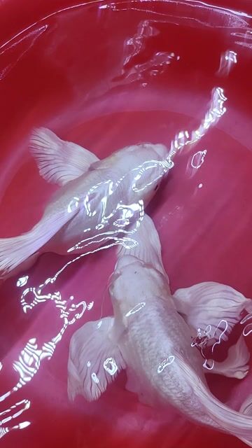 Chép sư tử sp short khủng.hiếm 25cm. Mua bán Thú cưng khác tại  Tp Hồ Chí Minh được đăng bởi Cá cảnh sỉ DK hình 1