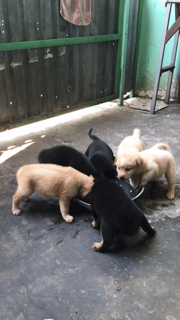 Chó con Vàng nhạt, Đen. Mua bán Chó tại Thành phố Thủ Dầu Một Bình Dương được đăng bởi Thủy hình 1