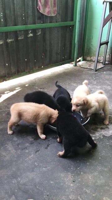 Chó con Vàng nhạt, Đen. Mua bán Chó tại Thành phố Thủ Dầu Một Bình Dương được đăng bởi Thủy hình 1