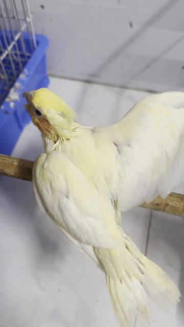 Vẹt Cockatiel Lutino Vàng Đút Bột. Mua bán Chim tại Quận Bình Thạnh Tp Hồ Chí Minh được đăng bởi Mẫn Bo hình 1