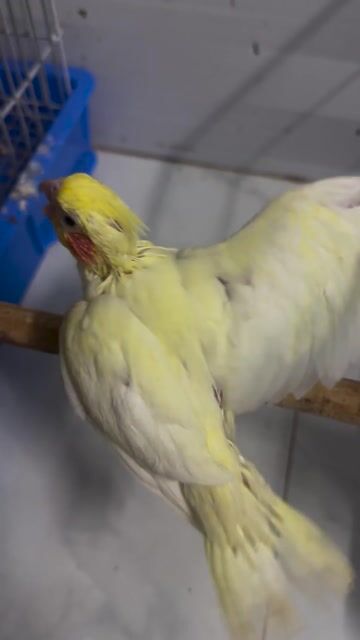 Vẹt Cockatiel Lutino Vàng Đút Bột. Mua bán Chim tại Quận Bình Thạnh Tp Hồ Chí Minh được đăng bởi Mẫn Bo hình 1