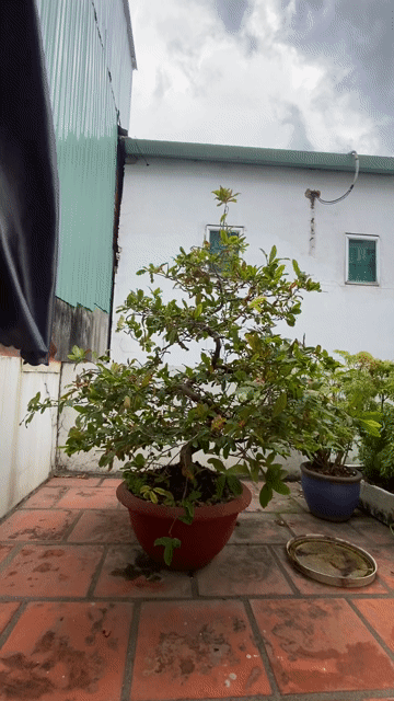 Mai Vàng Cây Cảnh. Mua bán Cây cảnh, đồ trang trí tại Thành phố Thủ Đức Tp Hồ Chí Minh được đăng bởi Tín Trần hình 1