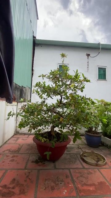 Mai Vàng Cây Cảnh. Mua bán Cây cảnh, đồ trang trí tại Thành phố Thủ Đức Tp Hồ Chí Minh được đăng bởi Tín Trần hình 1