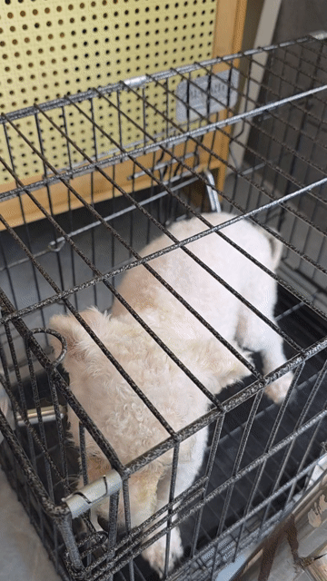 Chó cái bichon frise 15 tháng đã tiêm phòng. Mua bán Chó tại Thành phố Biên Hòa Đồng Nai được đăng bởi Mr Tit hình 1