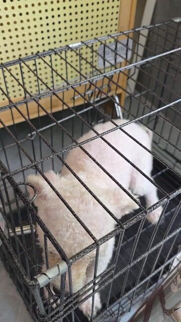 Chó cái bichon frise 15 tháng đã tiêm phòng. Mua bán Chó tại Thành phố Biên Hòa Đồng Nai được đăng bởi Mr Tit hình 1