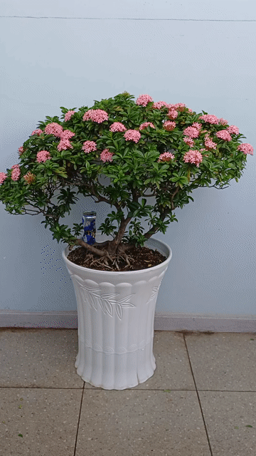 Hoa Mẫu Đơn Hồng phấn bonsai thế Tam đa đầy hoa n. Mua bán Cây cảnh, đồ trang trí tại undefined undefined được đăng bởi Bonsai và Chậu xưa hình 1