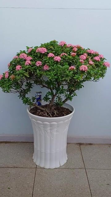 Hoa Mẫu Đơn Hồng phấn bonsai thế Tam đa đầy hoa n. Mua bán Cây cảnh, đồ trang trí tại undefined undefined được đăng bởi Bonsai và Chậu xưa hình 1
