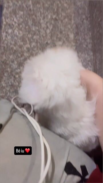 Chó Poodle lai trắng đã tiêm 7 bệnh, dại. Mua bán Chó tại Huyện Nghi Xuân Hà Tĩnh được đăng bởi Ngọc như hình 1