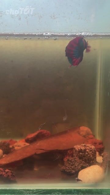 Cá Betta Black Nemo Trống Thái Lan Đỏ Xanh Đen. Mua bán Thú cưng khác tại Quận Bình Tân Tp Hồ Chí Minh được đăng bởi Chuối betta hình 1