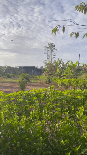 Mua bán Đất Huyện Phú Riềng Bình Phước diện tích 600 m² giá 450 triệu