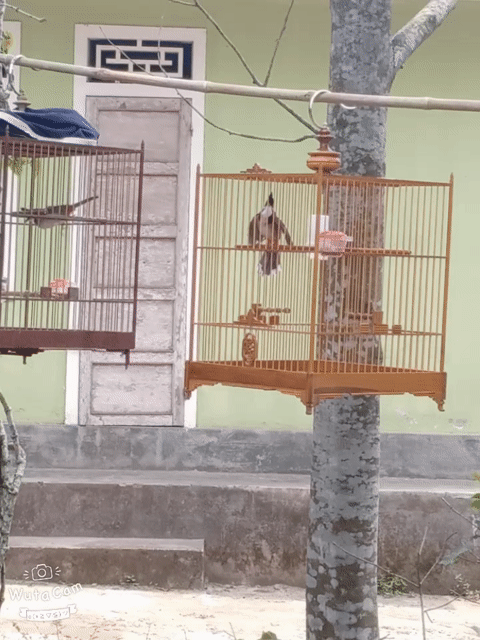 Chim chào mào 5 mùa nhác chăm lông. Mua bán Chim tại Thị xã Hương Thủy Thừa Thiên Huế được đăng bởi rj nguyễn hình 1
