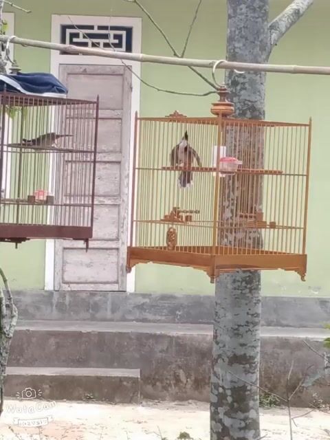 Chim chào mào 5 mùa nhác chăm lông. Mua bán Chim tại Thị xã Hương Thủy Thừa Thiên Huế được đăng bởi rj nguyễn hình 1