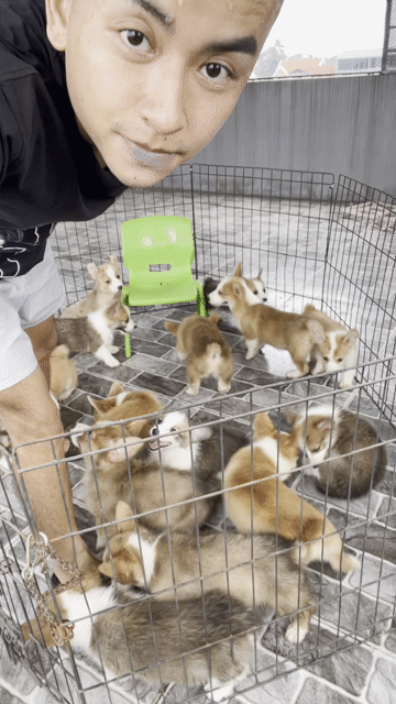 Chó Corgi con non. Mua bán Chó tại Huyện Thanh Trì Hà Nội được đăng bởi Nguyễn Longg hình 1