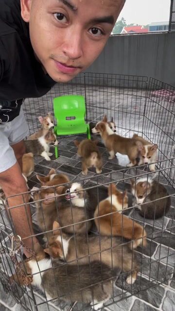 Chó Corgi con non. Mua bán Chó tại Huyện Thanh Trì Hà Nội được đăng bởi Nguyễn Longg hình 1