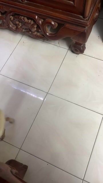 Chó Chihuahua nhỏ. Mua bán Chó tại Quận Đống Đa Hà Nội được đăng bởi Cuong Vu hình 1