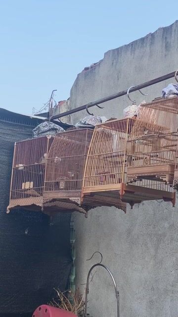 Chim mùa ktl cho ae gọt giũa. Mua bán Chim tại Huyện Bình Chánh Tp Hồ Chí Minh được đăng bởi Nguyen Ngoc Hung hình 1