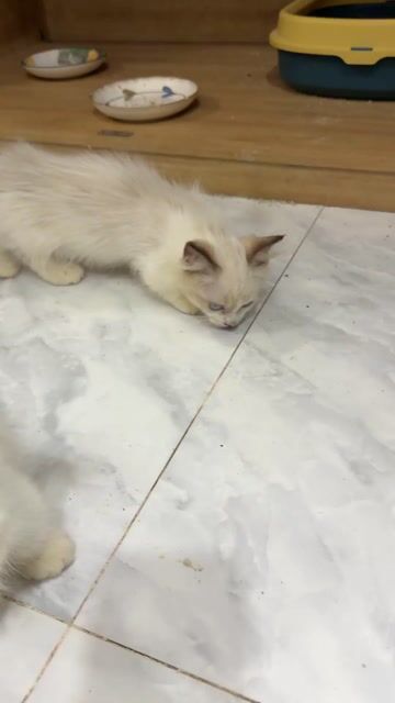 Mèo ragdoll LÙN cái. Mua bán Mèo tại Quận 8 Tp Hồ Chí Minh được đăng bởi Tuyền Đoàn hình 1