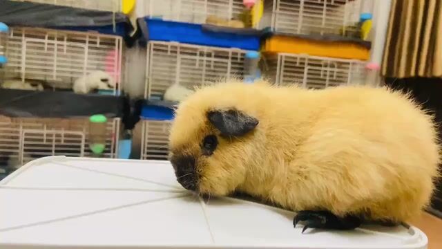 Bọ ú Teddy Cali đực 4 tháng. Mua bán Thú cưng khác tại Thành phố Thủ Đức Tp Hồ Chí Minh được đăng bởi anh Hân hình 1