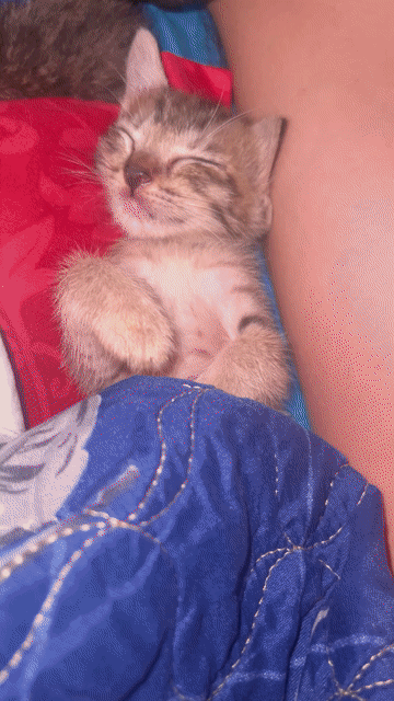 Mèo Anh lông ngắn lai Ta vằn tabby. Mua bán Mèo tại Huyện Xuyên Mộc Bà Rịa - Vũng Tàu được đăng bởi Huyền Phan hình 1