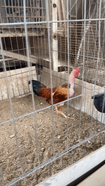Gà 11 tháng. Mua bán Gà tại Quận Tây Hồ Hà Nội được đăng bởi Nguyen manh lâm hình 1