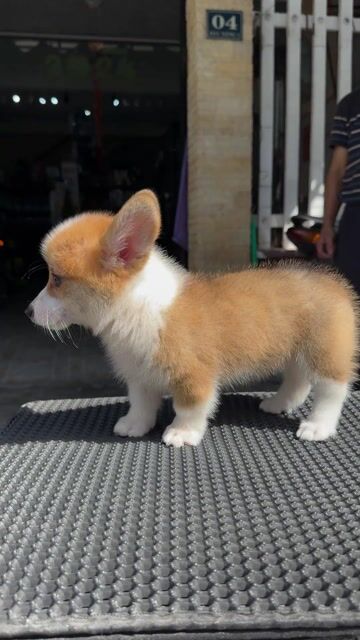 Corgi Mông Bự Sẵn Tại Shop 04 Bàu Năng 1. Mua bán Chó tại Quận Liên Chiểu Đà Nẵng được đăng bởi Pet House hình 1