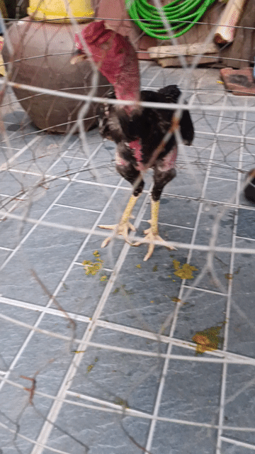 Gà thịt 2.8kg màu Đen. Mua bán Gà tại Quận Hai Bà Trưng Hà Nội được đăng bởi Nhân Lượng hình 1