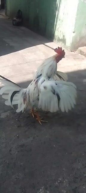 Gà chọi 1.5kg đực. Mua bán Gà tại Quận 3 Tp Hồ Chí Minh được đăng bởi Phạm Cúc hình 1