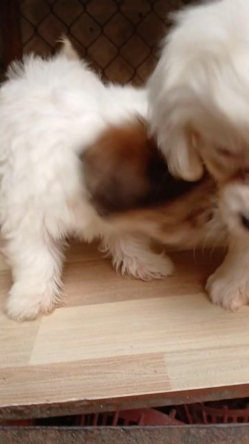 Chó Bắc Kinh lai Nhật Trắng nâu. Mua bán Chó tại Huyện Hiệp Hòa Bắc Giang được đăng bởi Phạm thị mơ hình 1