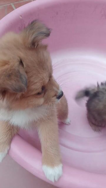 Chó Lai Bắc Kinh Poodle nâu 3 tháng. Mua bán Chó tại Thành phố Phúc Yên Vĩnh Phúc được đăng bởi Quỳnh Anh  hình 1