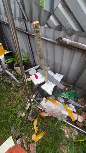 Cóc Thái ra trái quanh năm. Mua bán Cây cảnh, đồ trang trí tại Thành phố Dĩ An Bình Dương được đăng bởi ku rồm hình 1