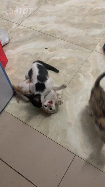 Bán mèo con ta vui vẻ, tinh nghịch, ngoan ngoãn. Mua bán Mèo tại Huyện Gia Lâm Hà Nội được đăng bởi Trang Nhung hình 1