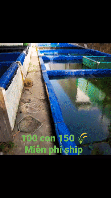 Cá cảnh Đa sắc 100 con. Mua bán Thú cưng khác tại Huyện Long Phú Sóc Trăng được đăng bởi Tên chưa cung cấp hình 1