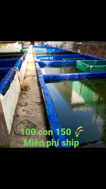 Cá cảnh Đa sắc 100 con. Mua bán Thú cưng khác tại Huyện Long Phú Sóc Trăng được đăng bởi Tên chưa cung cấp hình 1