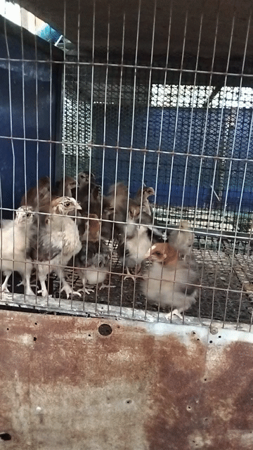 Gà ri con Vàng 3 tuần tuổi 2 lạng. Mua bán Gà tại Thành phố Thuận An Bình Dương được đăng bởi Đinh Hà An hình 1