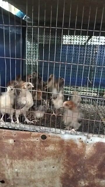Gà ri con Vàng 3 tuần tuổi 2 lạng. Mua bán Gà tại Thành phố Thuận An Bình Dương được đăng bởi Đinh Hà An hình 1