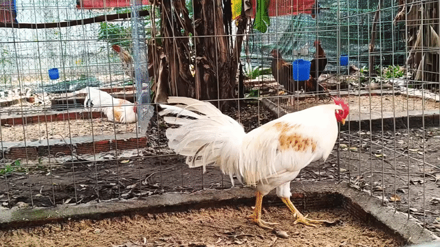 Gà bướm camelo 2.3kg. Mua bán Gà tại Huyện Củ Chi Tp Hồ Chí Minh được đăng bởi Nghia gà nhà 71 hình 1