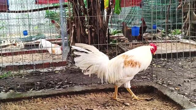Gà bướm camelo 2.3kg. Mua bán Gà tại Huyện Củ Chi Tp Hồ Chí Minh được đăng bởi Nghia gà nhà 71 hình 1