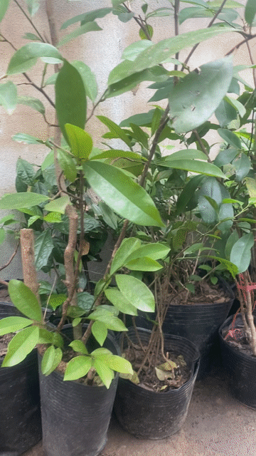 cây chòi mòi -cao trên 1 m. Mua bán Cây cảnh, đồ trang trí tại Quận Sơn Trà Đà Nẵng được đăng bởi Dược liệu  Hoàng Gia Sơn Trà hình 1