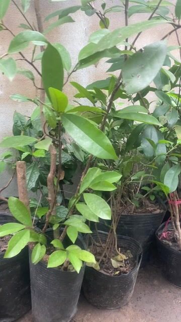 cây chòi mòi -cao trên 1 m. Mua bán Cây cảnh, đồ trang trí tại Quận Sơn Trà Đà Nẵng được đăng bởi Dược liệu  Hoàng Gia Sơn Trà hình 1
