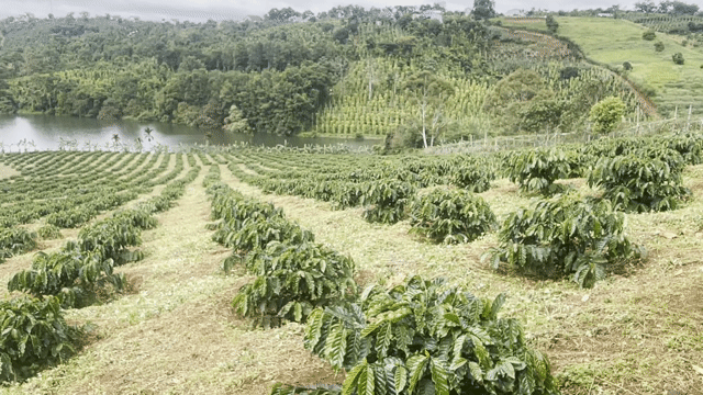 Mua bán Đất Huyện Đắk Song Đắk Nông diện tích 40000 m² giá 12 tỷ