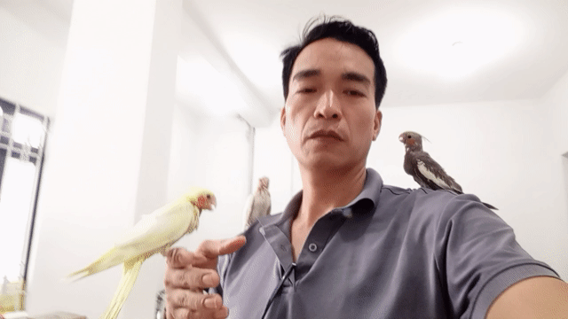 Vẹt mào Cockatiel & Yến Phụng. An Sương. Mua bán Chim tại Quận 12 Tp Hồ Chí Minh được đăng bởi VetViet hình 1