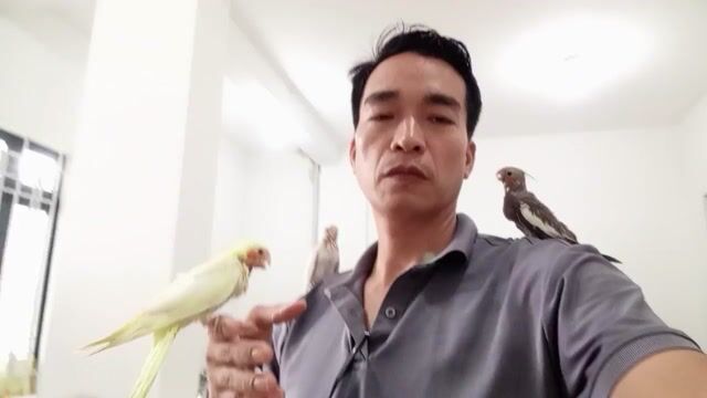 Vẹt mào Cockatiel & Yến Phụng. An Sương. Mua bán Chim tại Quận 12 Tp Hồ Chí Minh được đăng bởi VetViet hình 1