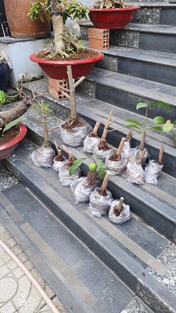 Cây cảnh Lekima Thái Bonsai mini. Mua bán Cây cảnh, đồ trang trí tại Thành phố Thủ Đức Tp Hồ Chí Minh được đăng bởi vinh gaden hình 1