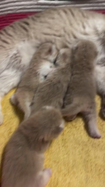 mèo anh lông ngắn cy12 chân dài, chân lùn 🧑👩. Mua bán Mèo tại Quận Tân Bình Tp Hồ Chí Minh được đăng bởi Phạm thị thu Hiền hình 1
