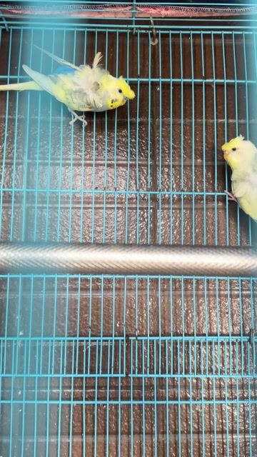 Chim yến phụng Trống mái Vàng, Xanh. Mua bán Chim tại Thành phố Mỹ Tho Tiền Giang được đăng bởi Nam Huynhnam hình 1