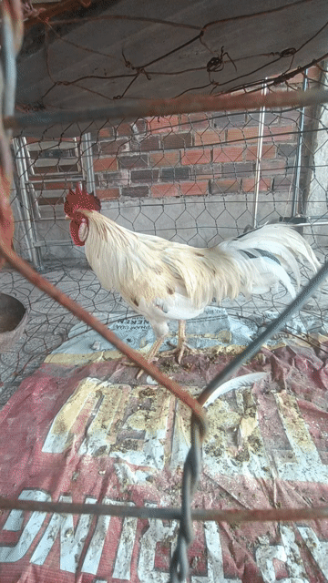 cặp gà lông tơ. Mua bán Gà tại Huyện Châu Thành Tây Ninh được đăng bởi Trinh Hai hình 1