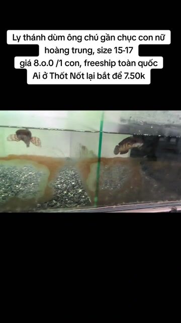 Cá lóc nữ hoàng CB trung 16-17cm. Mua bán Thú cưng khác tại Quận Thốt Nốt Cần Thơ được đăng bởi Nguyễn Thái Hưng hình 1