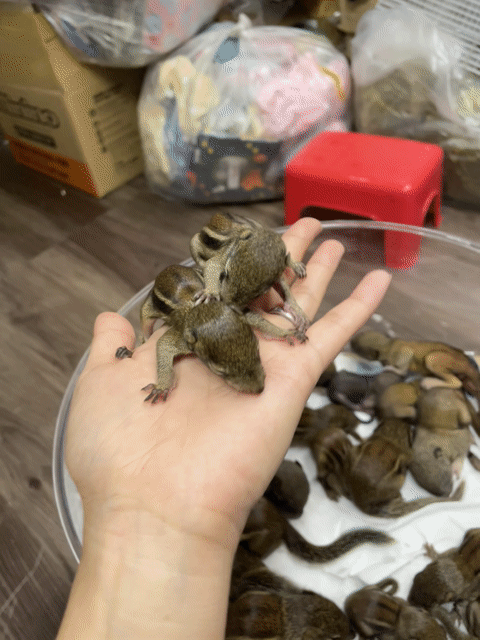 Sóc đất mới mắt 2 bé 290. Mua bán Thú cưng khác tại Quận Bình Tân Tp Hồ Chí Minh được đăng bởi FB Pé Chó Shop hình 1